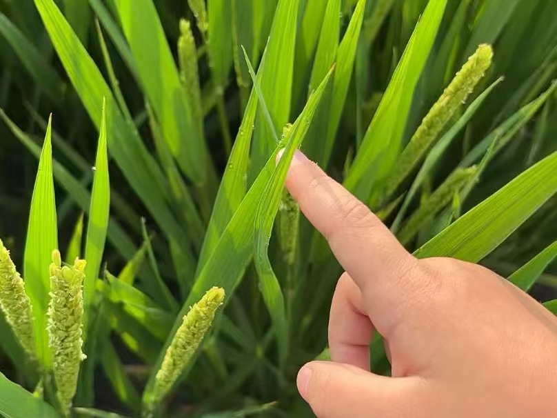 692e4ba730654a8d956598247147bb43.jpg 692e4ba730654a8d956598247147bb43.jpg